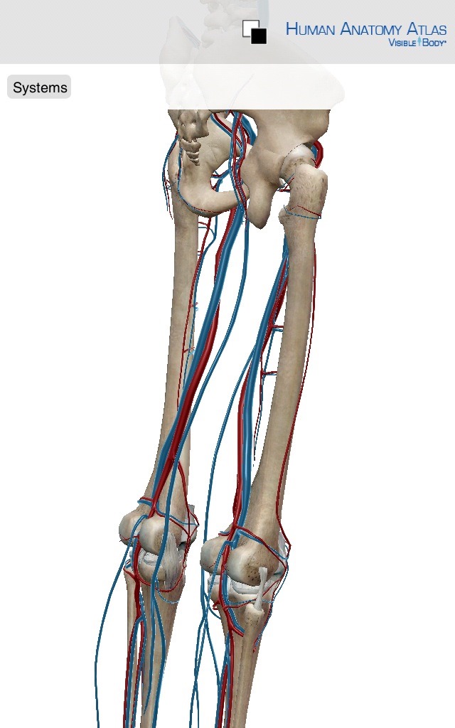 Photo courtesy of "The Visible Body - Human Anatomy Atlas" app.