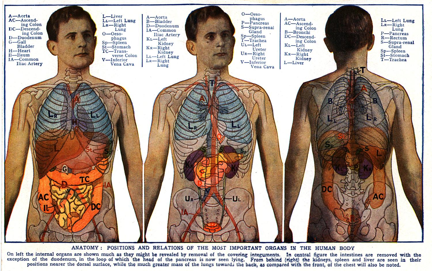 Органы человека расположение в картинках с надписями фото мужские спереди и сзади